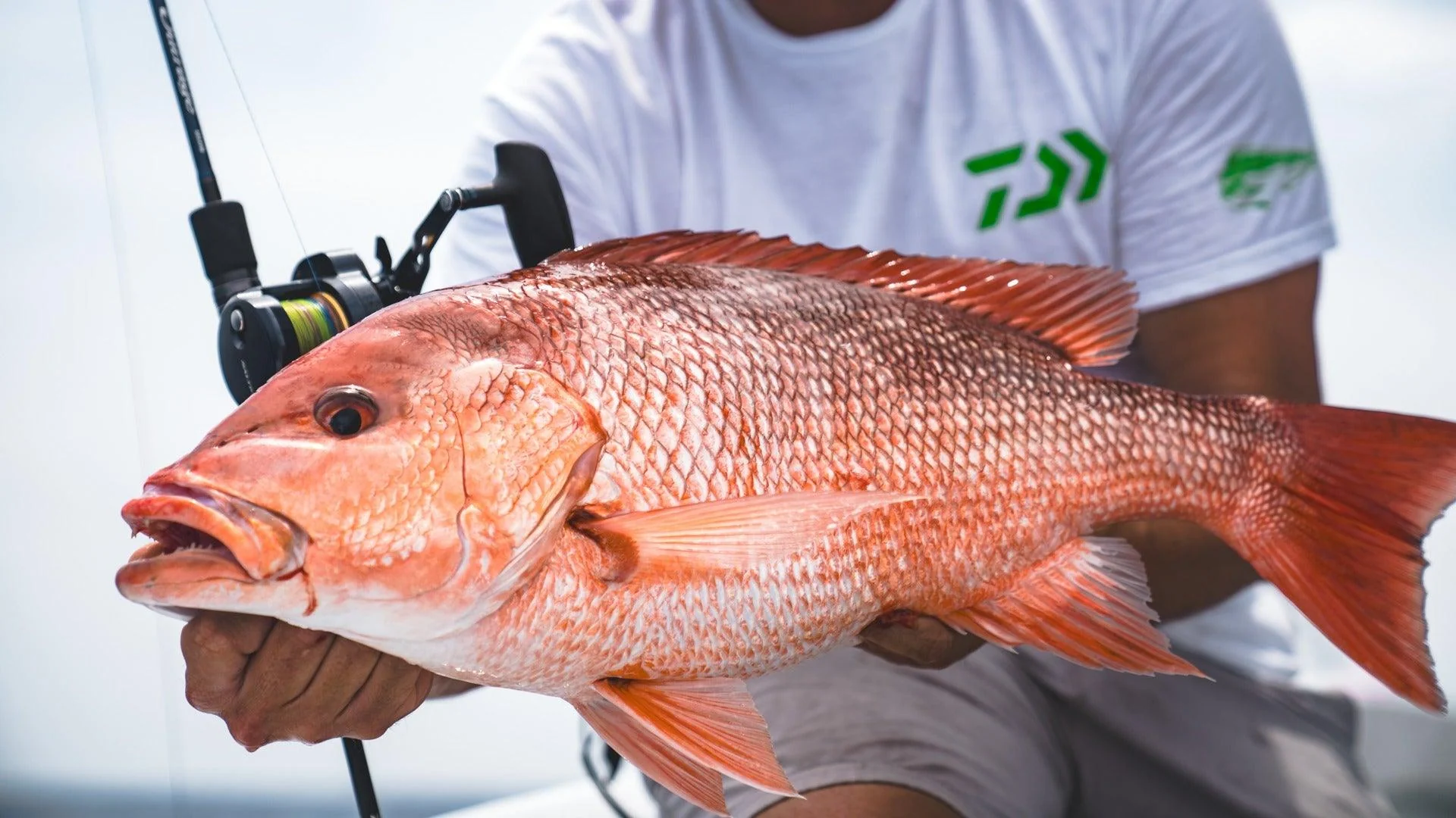 Daiwa Saltiga Jigging Star Drag Conventional Reels - Image 3